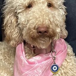 Goldendoodles from Snuggle Bear Doodles