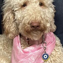 Goldendoodles from Snuggle Bear Doodles
