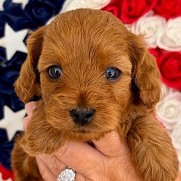 Chrissy - Red female Cavapoo puppy in Cedar City, Utah from Cedar Sprout Puppies