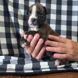 Riley - Brindle female Boxer puppy in New Holland, Pennsylvania from Shady Rill puppies