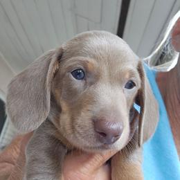 Moe - Fawn (Isabella) male Dachshund puppy in Sarasota County, Florida from Donna's Mini Joys