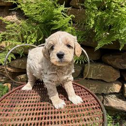 Frost - Apricot female Goldendoodle puppy in Cherry Tree, Pennsylvania from Plum Creek Acres Next Generation