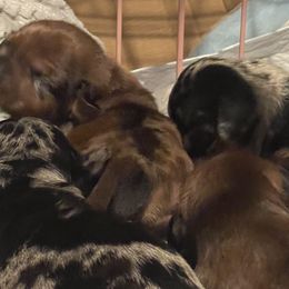 Dachshunds from Cotton Patch Ridge