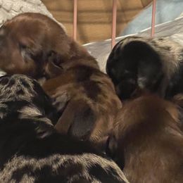 Dachshunds from Cotton Patch Ridge