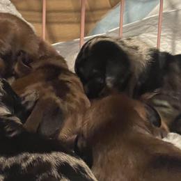 Dachshunds from Cotton Patch Ridge