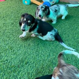 Waylon Jennings - Piebald male Dachshund puppy in Irving, Texas from DFW Dachshunds by G & S