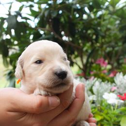 Australian Shepherd, Goldendoodle, and Poodle Puppies from 5AFarms