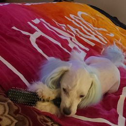 Maltese Puppies from Silver & Sapphire's Designer Puppies