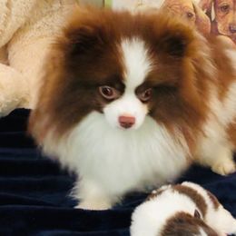 Cody - Pomeranian