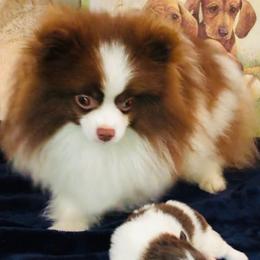 Cody - Pomeranian