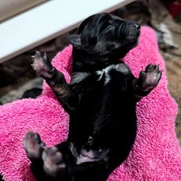 Girl 1 - Black and tan female Lapponian Herder puppy in Prattsburgh, New York from Maalattu Koirankoppi Lapponian Herders