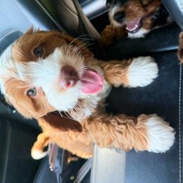 Lucy - Red female Cavapoo puppy in Wamego, Kansas from Doodles of Oz