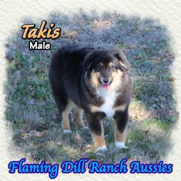 Takis - Black tri male Toy Australian Shepherd puppy in Forestburg, Texas from Flaming Dill Ranch Aussies