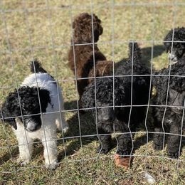 Poodle Puppies from Parapoodles