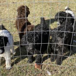 Poodle Puppies from Parapoodles