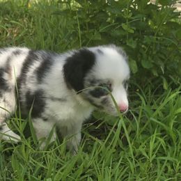 Puffin - Blue merle male Miniature Australian Shepherd puppy in Arlington, Texas from CopperHead Aussies