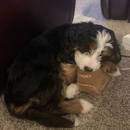 Bernedoodle and Labradoodle Puppies from Reid Wasatch Doodles