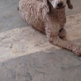 Max - Poodle