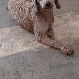 Max - Poodle