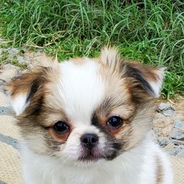Chihuahua Puppies from Precious Paws Chihuahuas