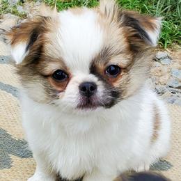 Chihuahua Puppies from Precious Paws Chihuahuas