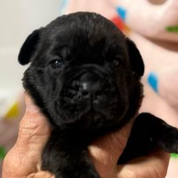 Brown Collar M - Black male Cane Corso puppy in Paris, Texas from Knucklehead Cane Corso