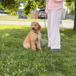 Yellow collar - Apricot male Goldendoodle puppy in Spokane, Washington from Dream Doodles in Spokane WA