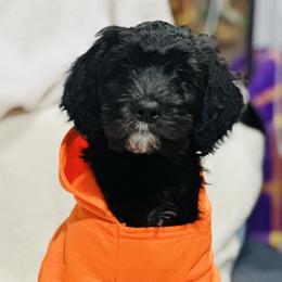 SPRUCE - Black male Sheepadoodle puppy in Buffalo, Minnesota from Fur-ever Doodles