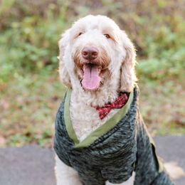 Oliver - Goldendoodle