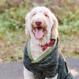 Oliver - Goldendoodle