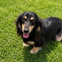 Roo roo - Dachshund