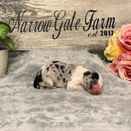 Baloo - White and blue merle male Border Collie puppy in Moody, Texas from Narrow Gate Farm