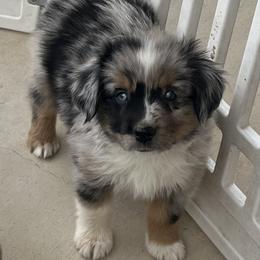 Virgil - Blue merle male Miniature Australian Shepherd puppy in Godley, Texas from Nana and Paws Aussies