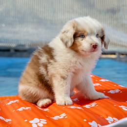 Valentino - Red merle male Miniature American Shepherd puppy in Fresno, California from Alpine Tails