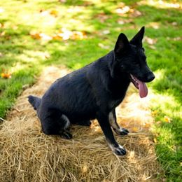 Bella - German Shepherd