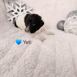 Yeti - Parti male Poodle puppy in Osage Beach, Missouri from Pups Are Us