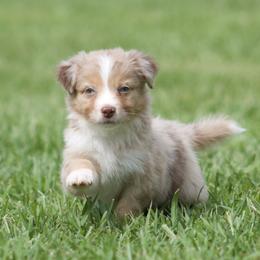 Pineapple - Red merle male Australian Shepherd puppy in Springville, Alabama from Cross Creek Aussies