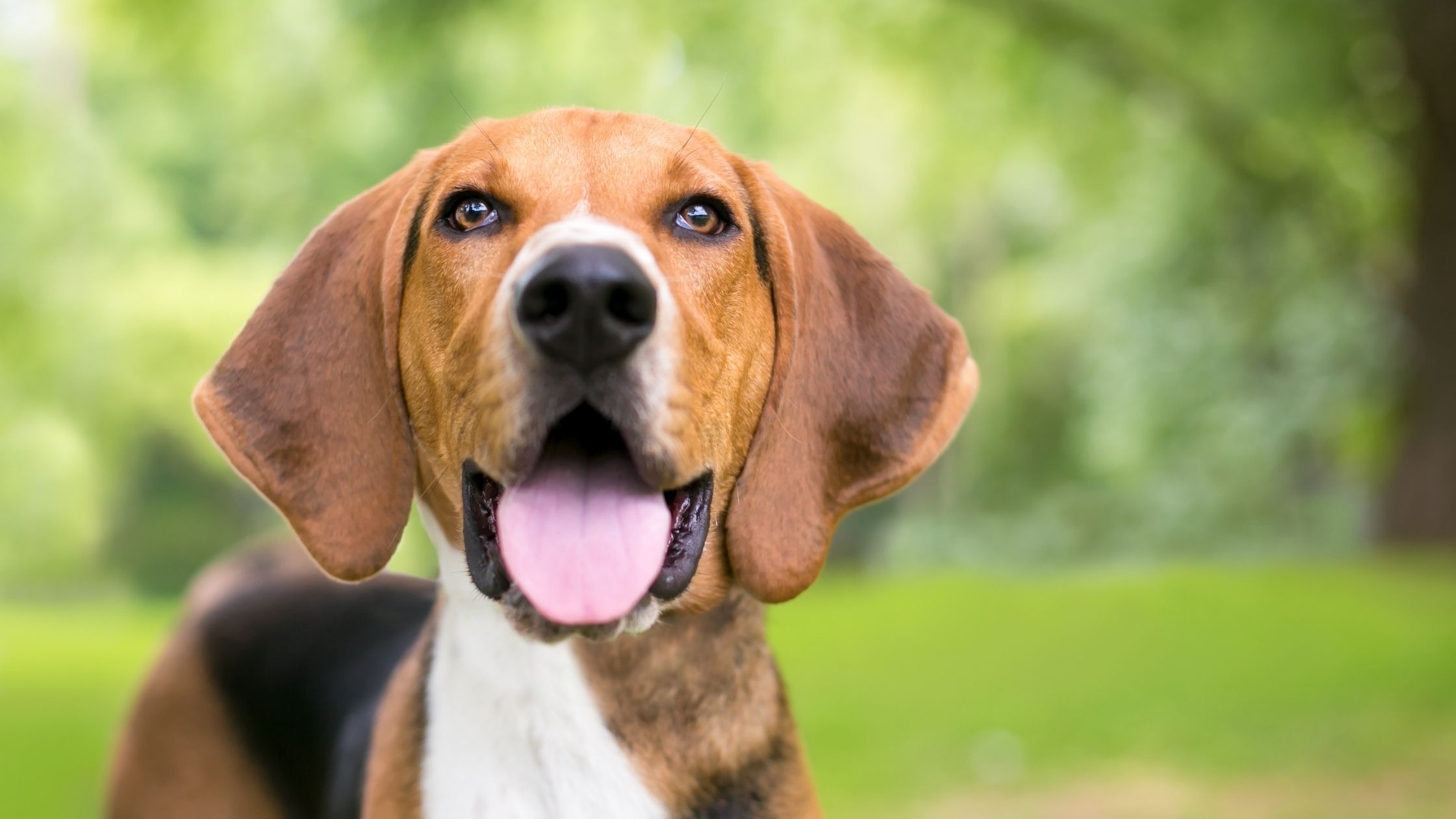 American store foxhound rescue