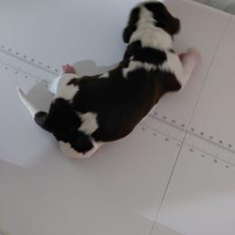 Red - Liver white and tan male English Springer Spaniel puppy in Westmorland, California from IV Springers of California