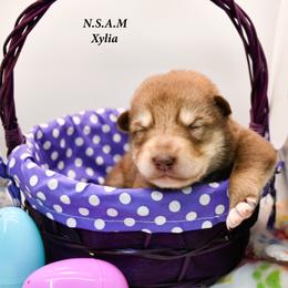 Alaskan Malamute Puppies from North Shore Alaskan Malamutes