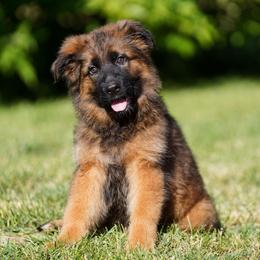 Peach Ribbon - Sable female German Shepherd puppy in Howard City, Michigan from Sherman's Shepherds