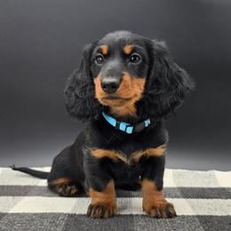 Blue Collar (Keeper) - Black and tan female Dachshund puppy in Zebulon, North Carolina from Salt of the Earth Dachshunds