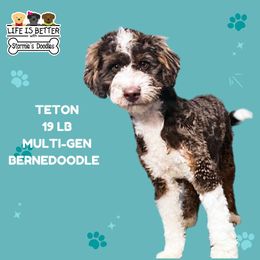 Teton - Bernedoodle