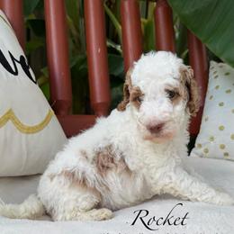 WBG Rocket - Parti male Goldendoodle puppy in Wilmington, North Carolina from Wrightsville Beach GoldenDoodles