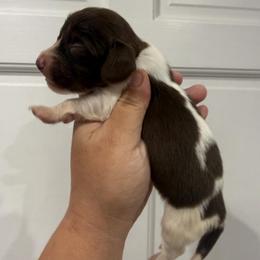 O'Malley - Piebald male Dachshund puppy in Fort Myers, Florida from Lady Margery’s Dachshunds