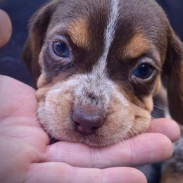 Beagle, Jack Russell Terrier, and Russell Terrier Puppies from Mountain Top