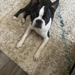 Boston Terrier Puppies from Boston Kup Breeders
