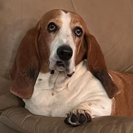Basset Hounds from J.C.C.S. Bassets