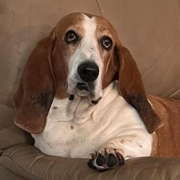 Basset Hounds from J.C.C.S. Bassets
