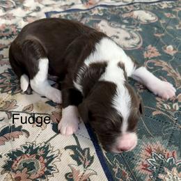 Fudge - Brown and white male Bernedoodle puppy in Royse City, Texas from Platinum Bernedoodles of Texas